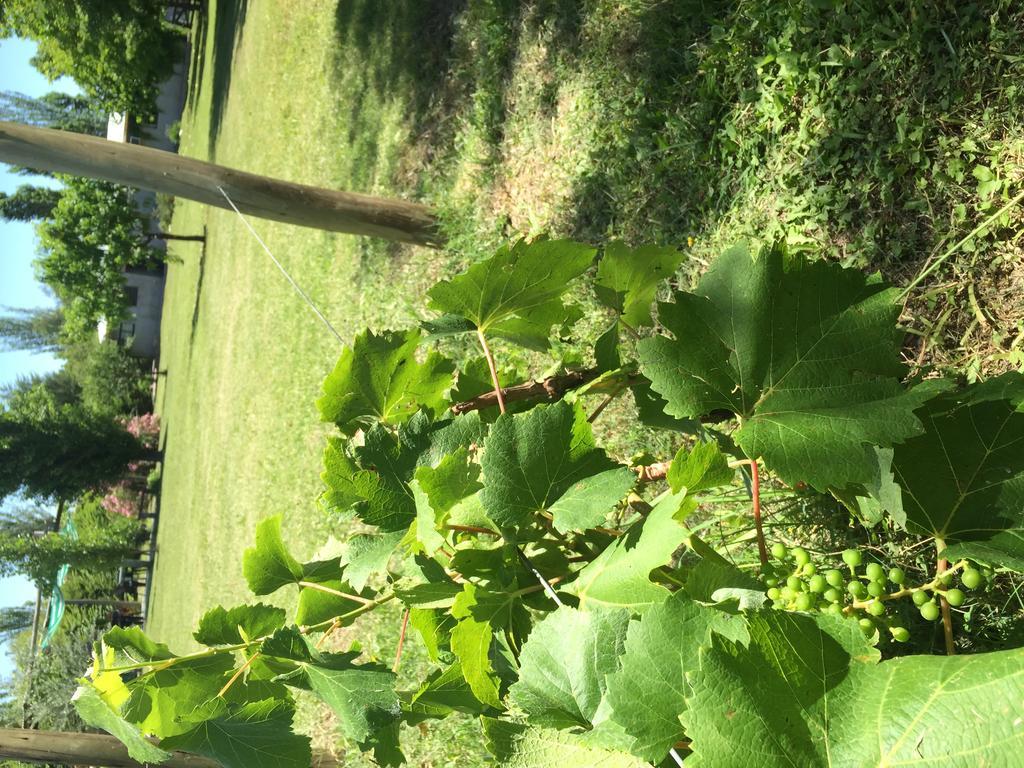 Tikaykilla Lodge & Wines Maipú Zewnętrze zdjęcie